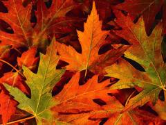 „Akcja Liść” 2014