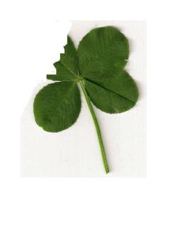 Razem przeciw przemocy